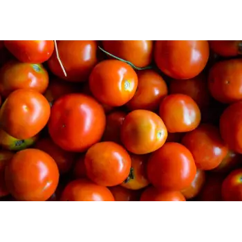 Fresh Tomato 